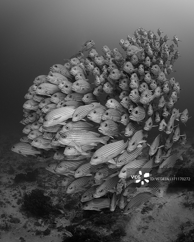 石鲈鱼群图片素材