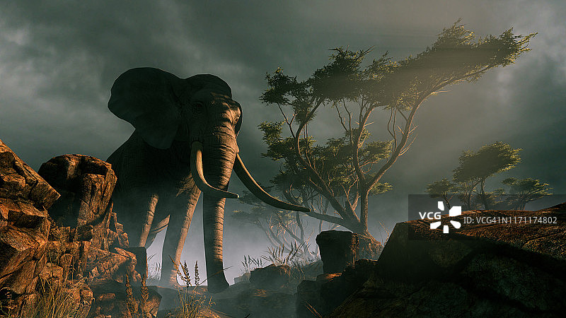 野生大象图片素材