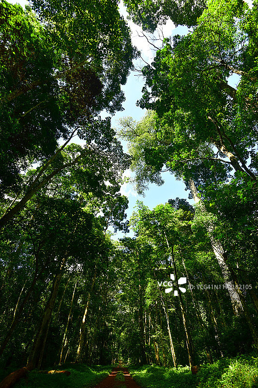 热带雨林中的大树图片素材