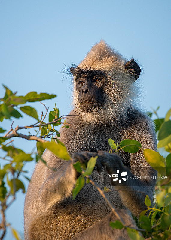 斯里兰卡灰叶猴图片素材