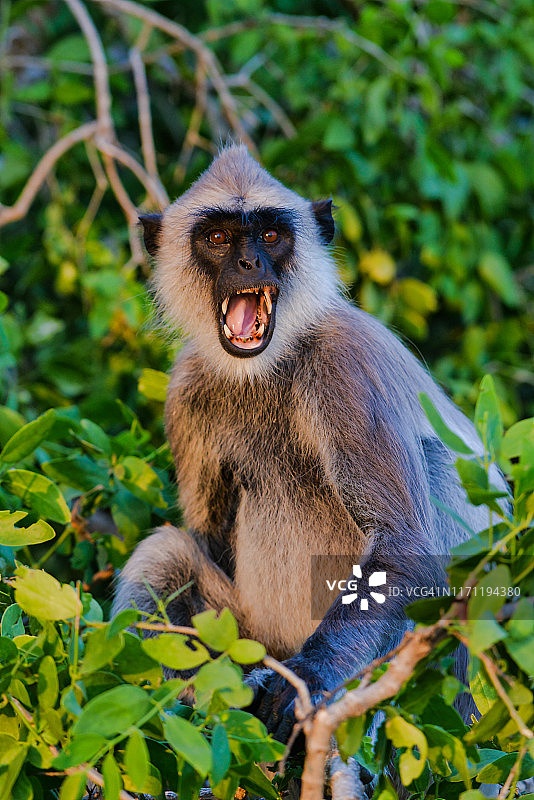 愤怒的斯里兰卡灰叶猴图片素材