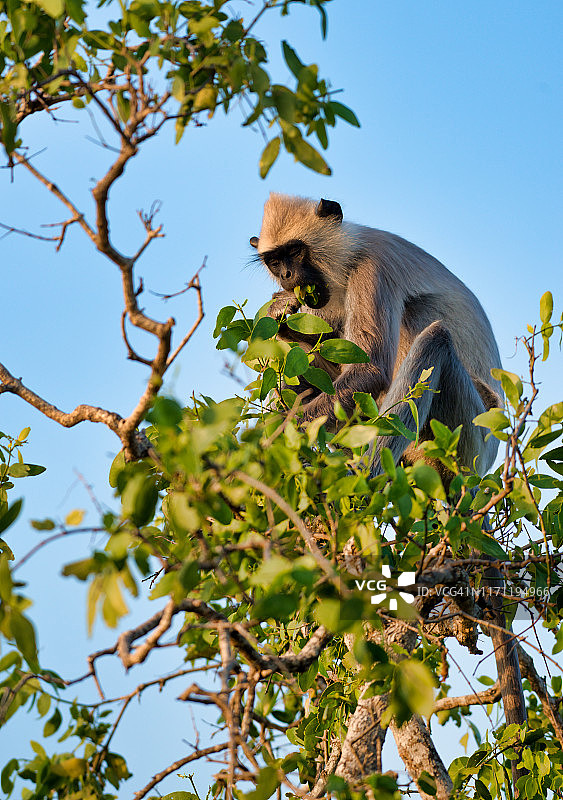 斯里兰卡灰叶猴图片素材