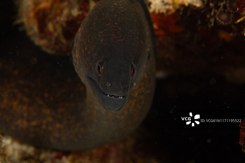 巨型海鳝图片素材