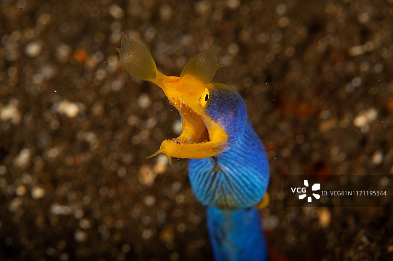 巨型海鳝图片素材