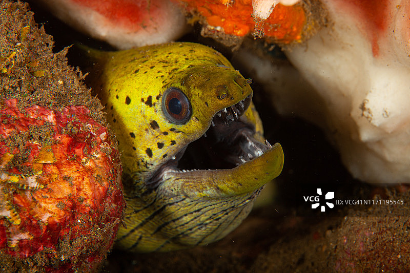 巨型海鳝图片素材