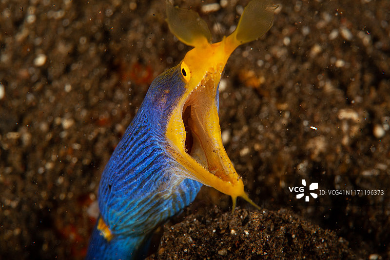 巨型海鳝图片素材