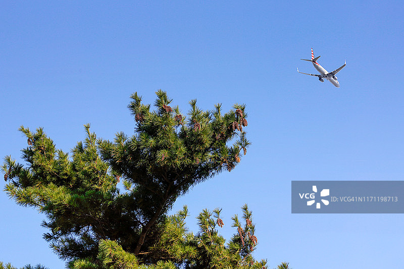 飞机飞越树木的低角度镜头图片素材