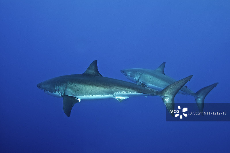 墨西哥瓜达卢佩的两条大白鲨图片素材