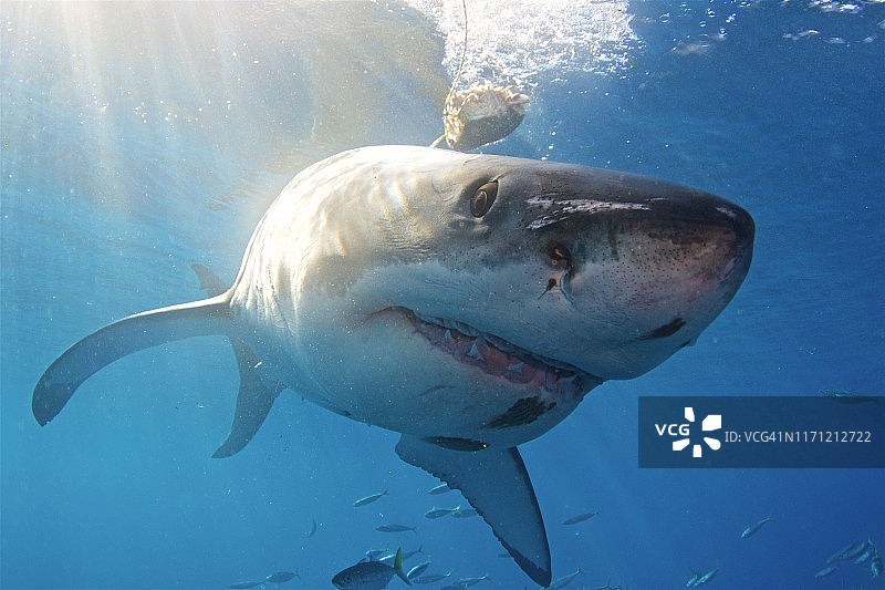 墨西哥瓜达卢佩岛的大白鲨特写图片素材