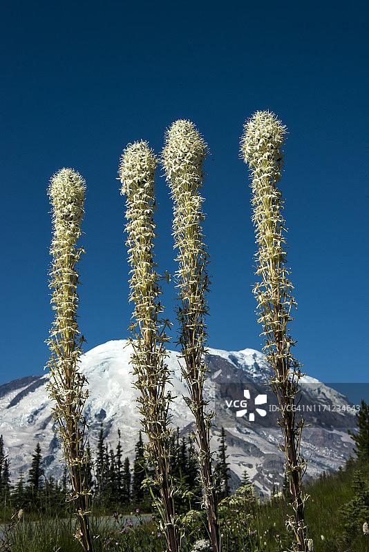 熊草野花图片素材