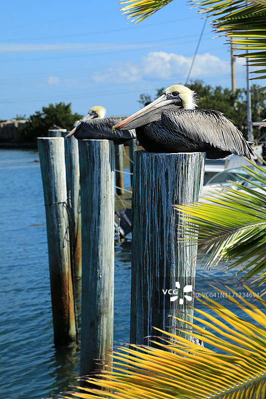 栖息在水中木桩上的鹈鹕图片素材