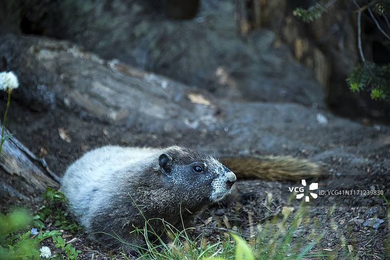黄腹旱獭图片素材