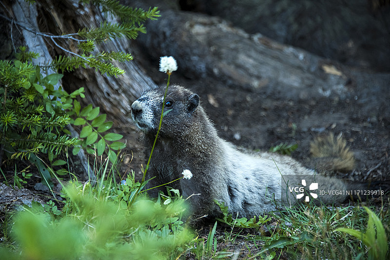 黄腹旱獭图片素材