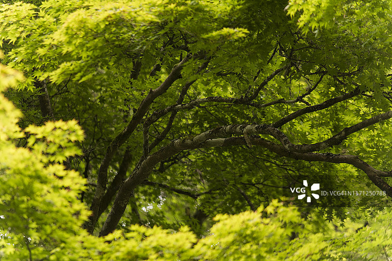 日本枫树树冠，位于澳大利亚维多利亚州丹德农山脉图片素材