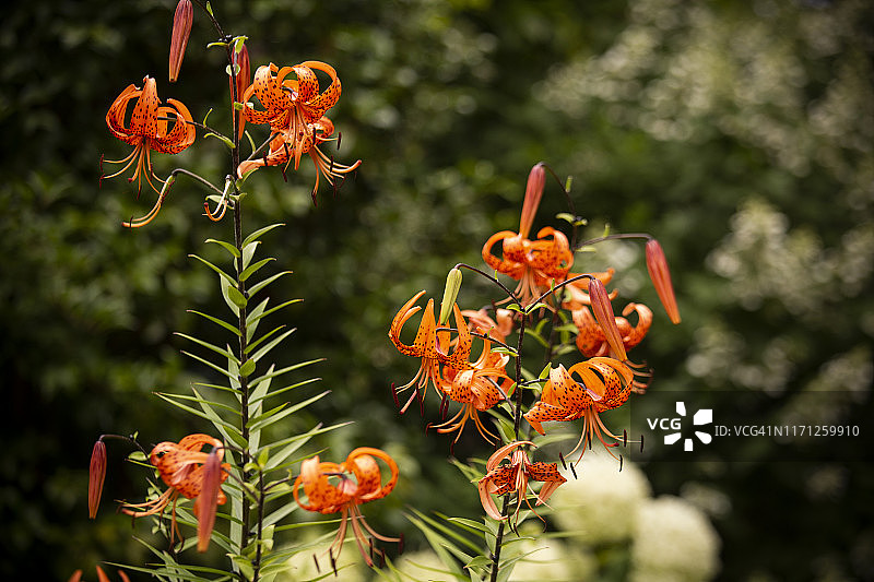 虎皮百合：簇生的橙色花朵，带有黑色斑点图片素材
