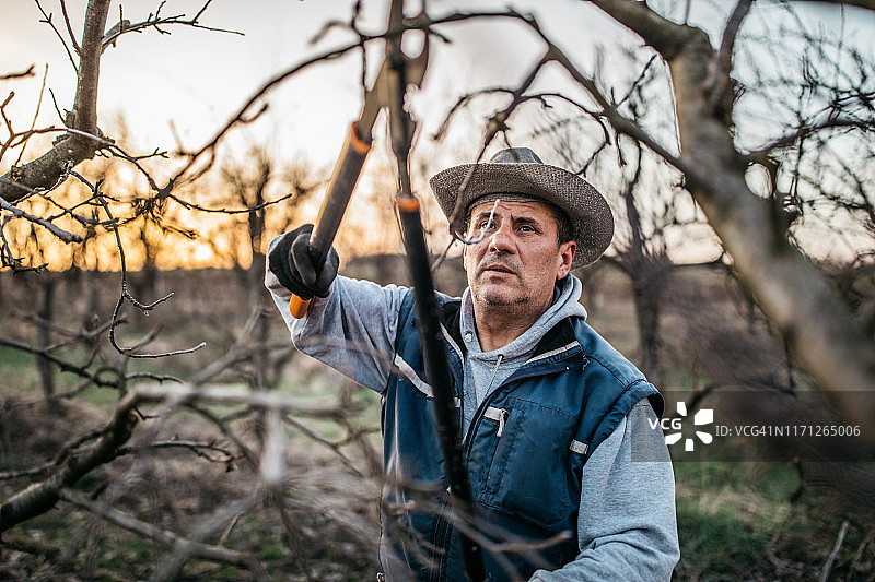 农民在春季果园修剪果树图片素材