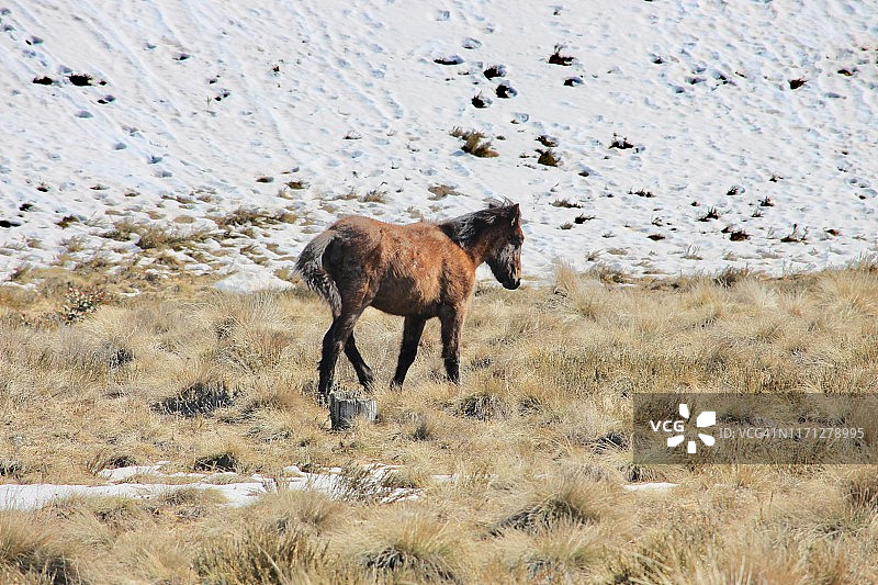 雪山中的澳洲野马驹图片素材
