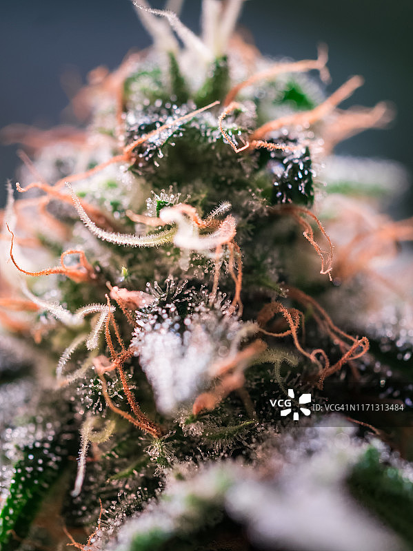 大麻植物花朵图片素材