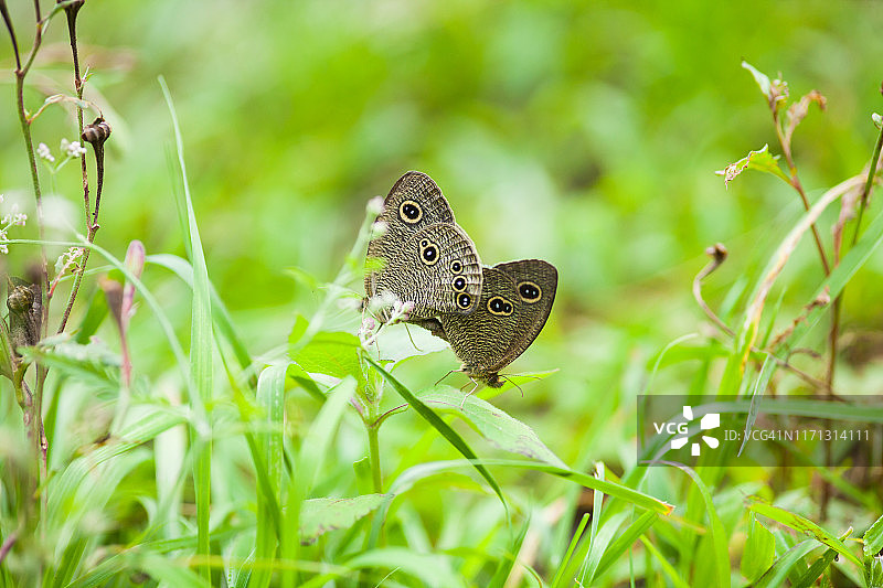 蝴蝶交配图片素材