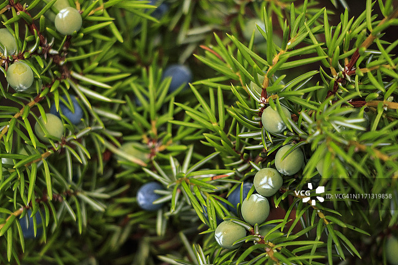 贾斯珀国家公园的杜松子图片素材