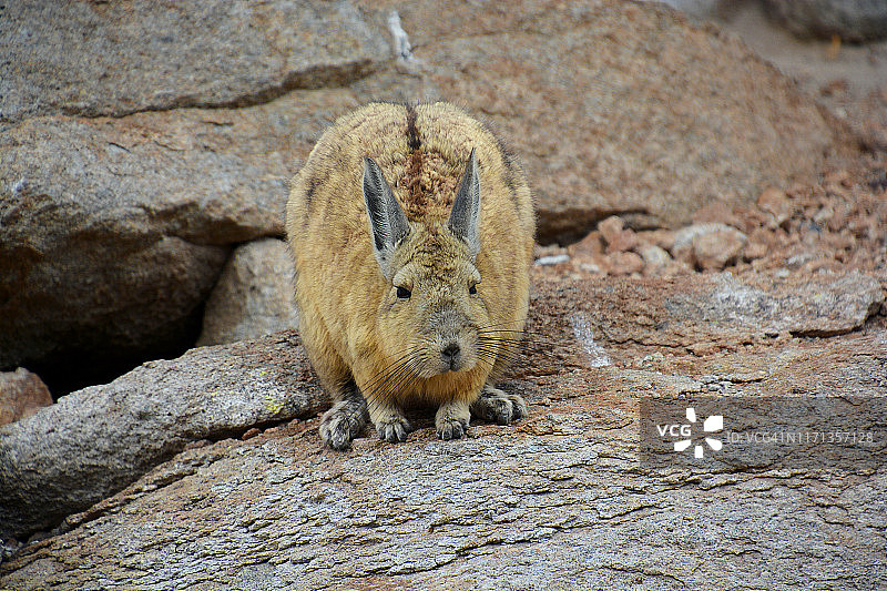 玻利维亚高原的南美栗鼠图片素材