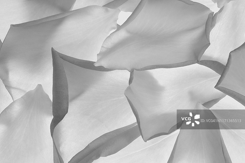 黑白玫瑰花瓣填充画面。图片素材