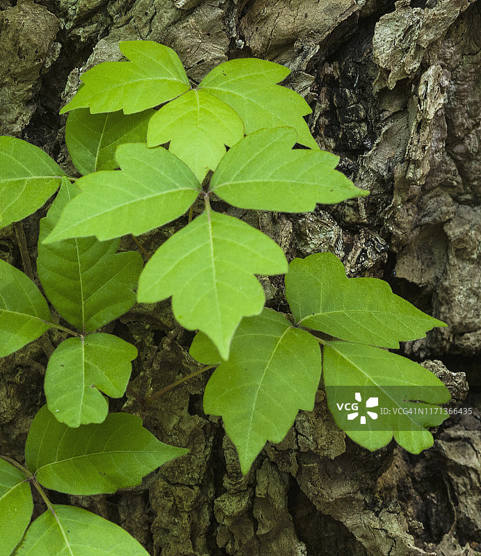 有毒攀援植物：毒常春藤图片素材