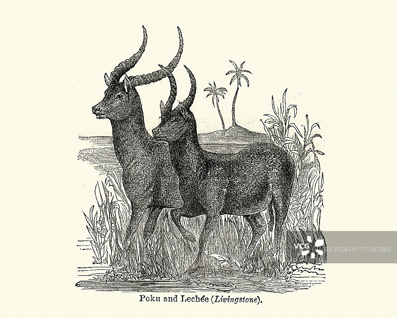 坡库羚羊和莱切羚羊图片素材