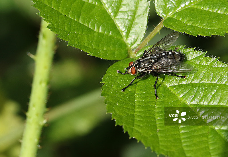 栖息在树叶上的麻蝇图片素材