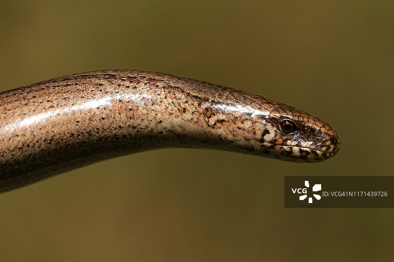 一条美丽的 европейской веретеницы (Anguis fragilis)的头部照片图片素材