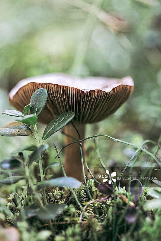 阳光森林中的食用红菇图片素材