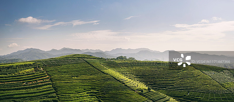 中国浙江杭州龙井茶园风光图片素材