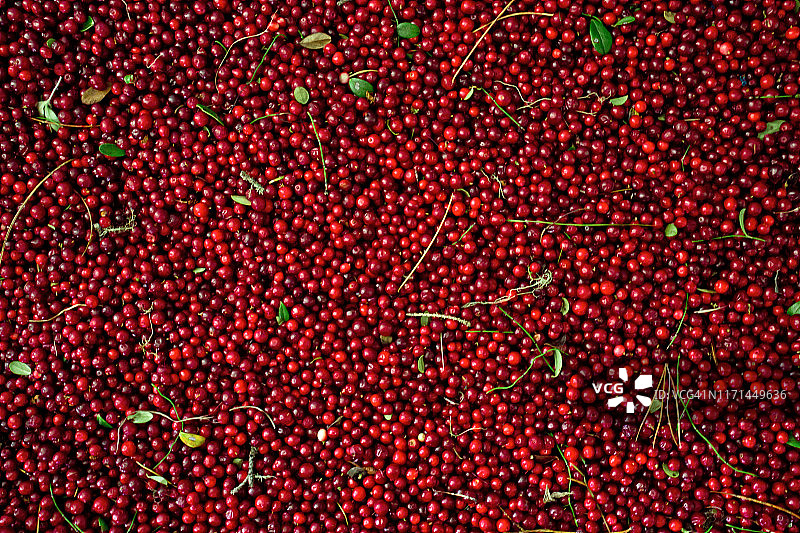 成熟的红色蔓越莓扁平风静物摄影图片素材