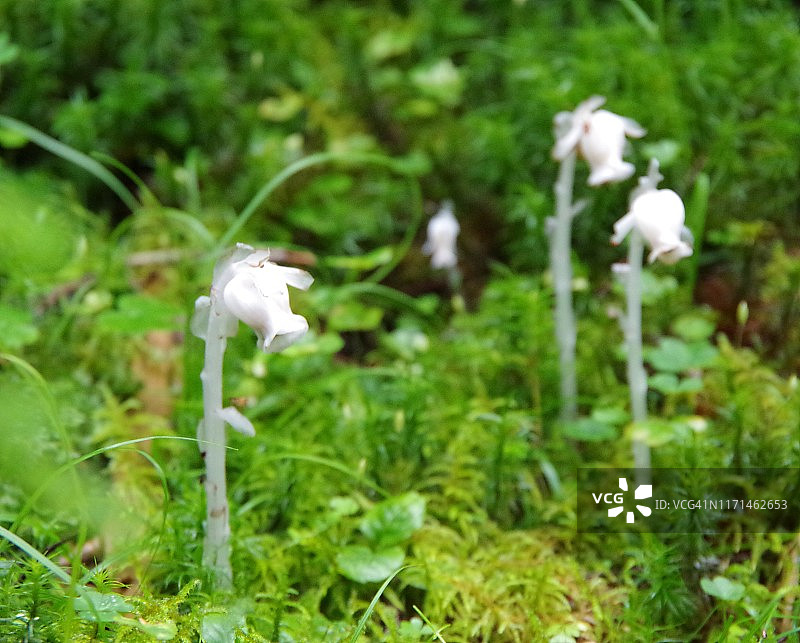 水晶兰图片素材