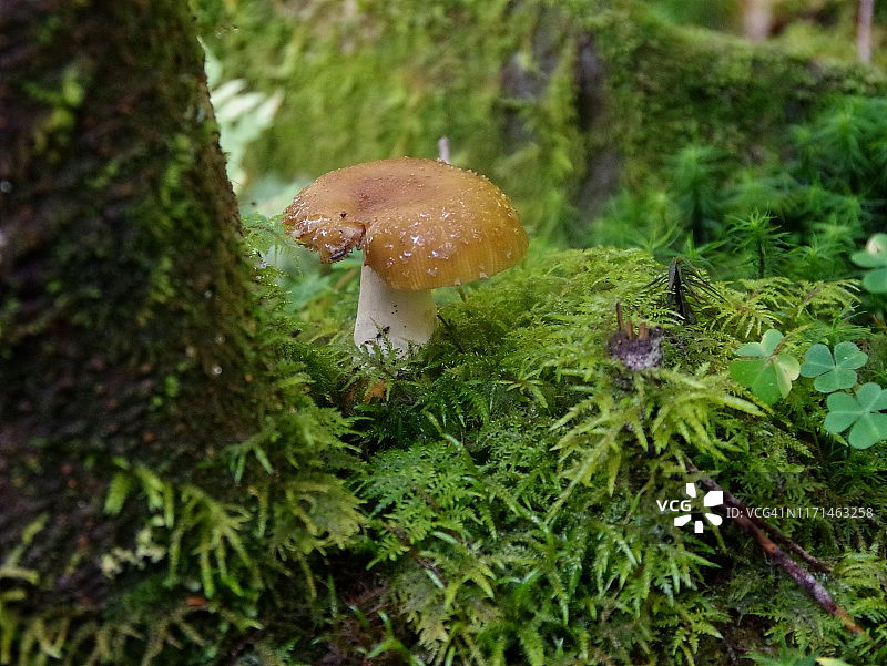 儿童蘑菇图片素材