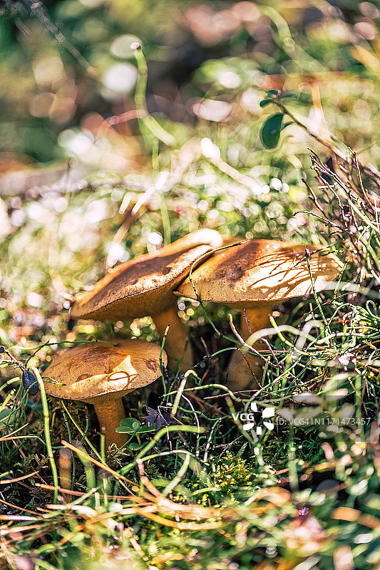 阳光明媚的森林中的可食用森林蘑菇图片素材