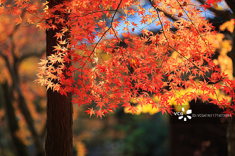 红色枫叶图片素材