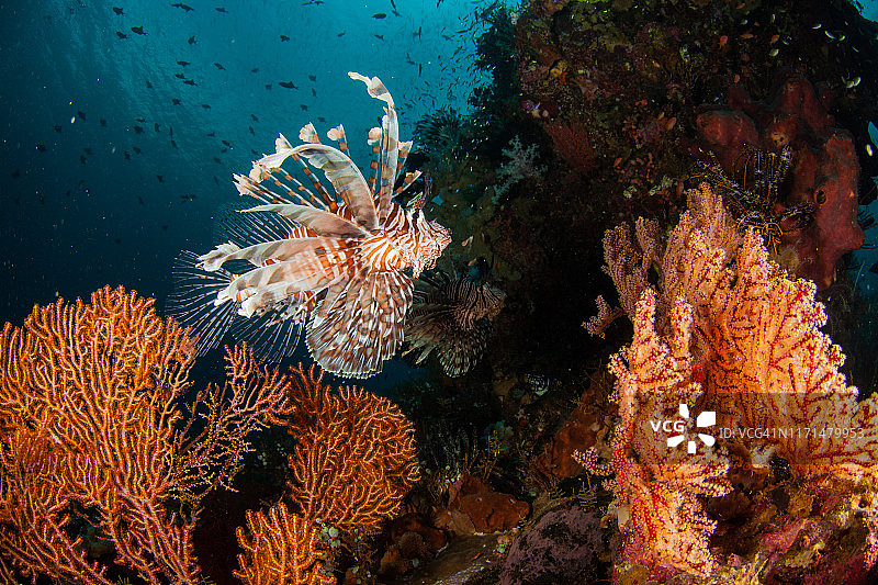盐水水下摄影狮子鱼图片素材
