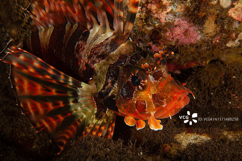 盐水水下摄影狮子鱼图片素材
