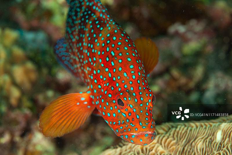 蓝点珊瑚红石斑鱼图片素材