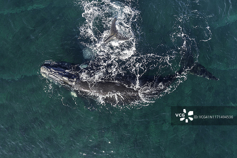 阿根廷瓦尔德斯半岛新戈尔福浅水保护区内的南露脊鲸及其幼崽图片素材