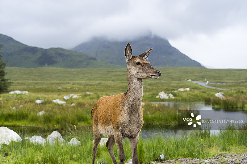 苏格兰峡谷的野生鹿群图片素材