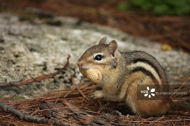 吃花生的花栗鼠图片素材