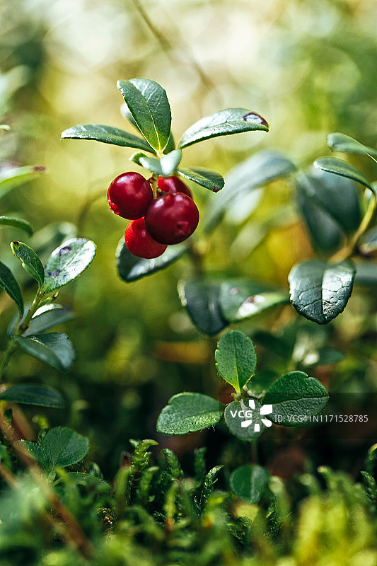 森林苔藓上的红色蔓越莓图片素材
