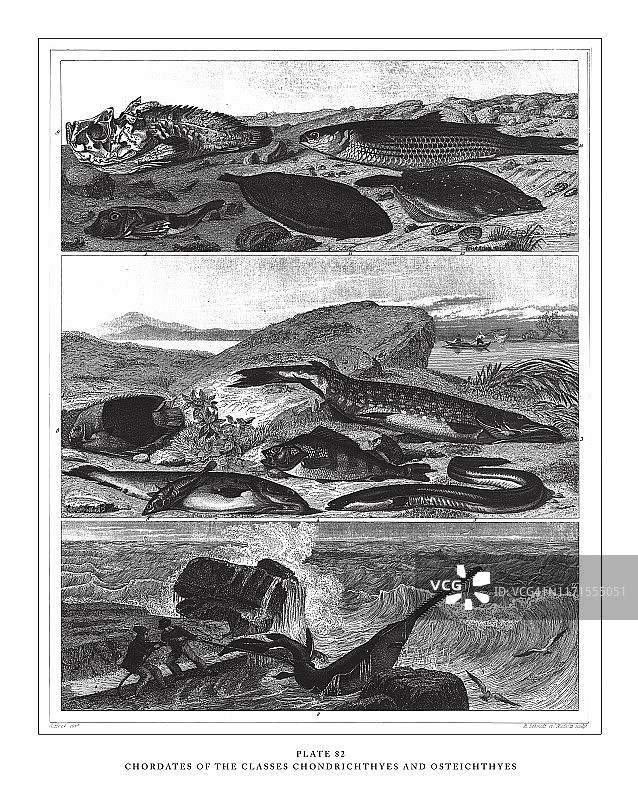 软骨鱼纲和硬骨鱼纲动物古董插画（1851年）图片素材
