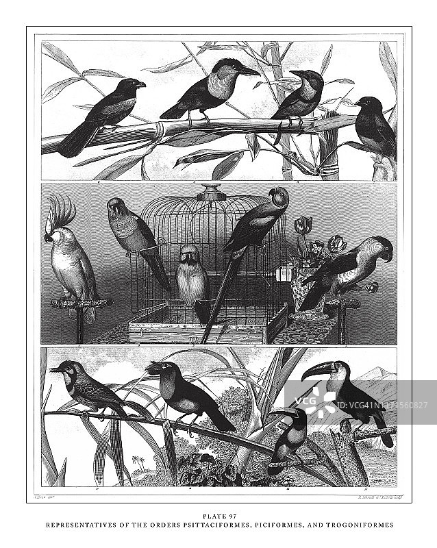 鹳形目、鹤形目和鸻形目动物代表，1851年出版的古董插图图片素材