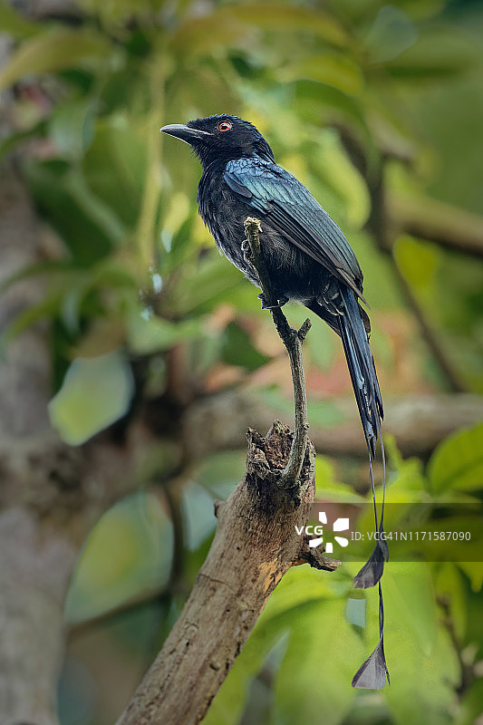 长尾大盘尾鸟图片素材