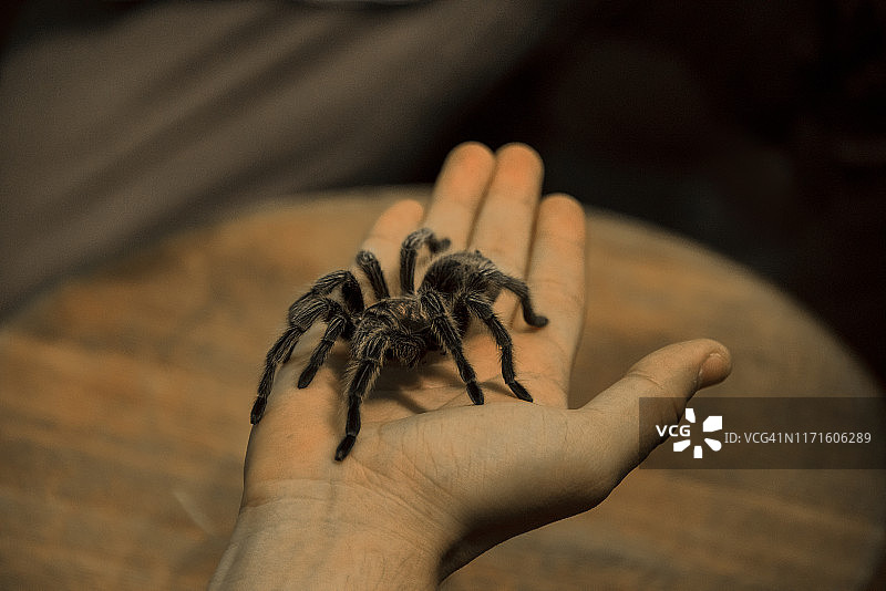 玫瑰发色狼蛛图片素材