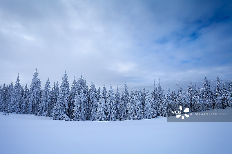 暴风雪后山林中的冬季田园景色，树木覆盖着皑皑白雪图片素材