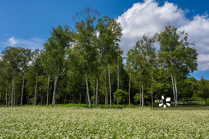 荞麦田图片素材